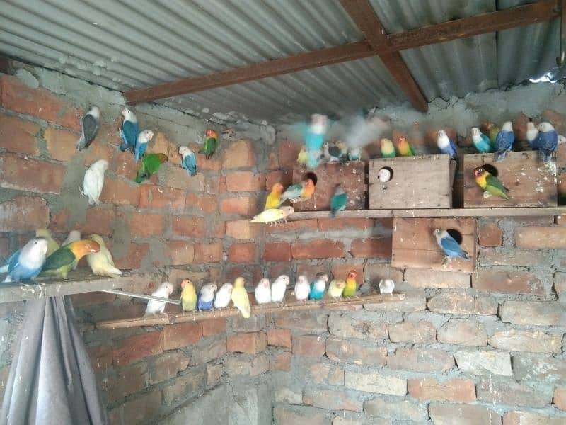 Love Birds Breeding Pair 4