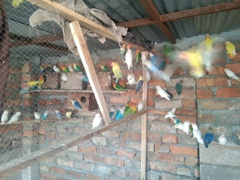 Love Birds Breeding Pair 6