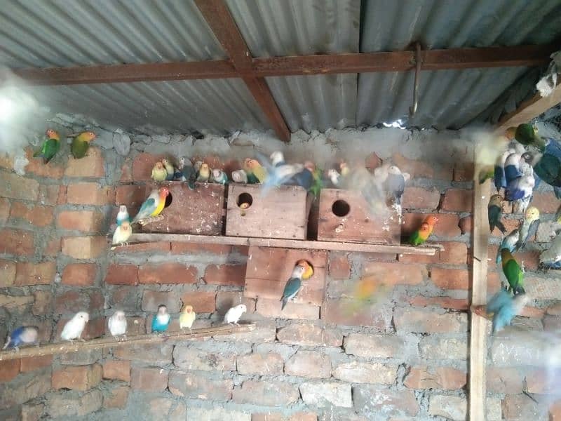 Love Birds Breeding Pair 7