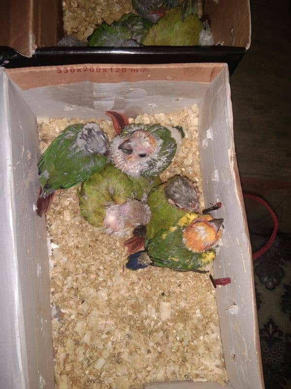 Love Birds Breeding Pair 10