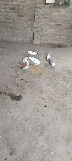 pigeons are available for new home