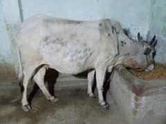 cow for sale