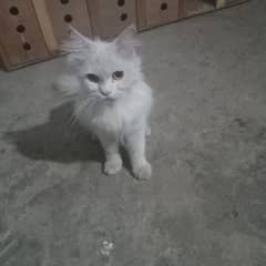 a beautiful Persian cat for sale