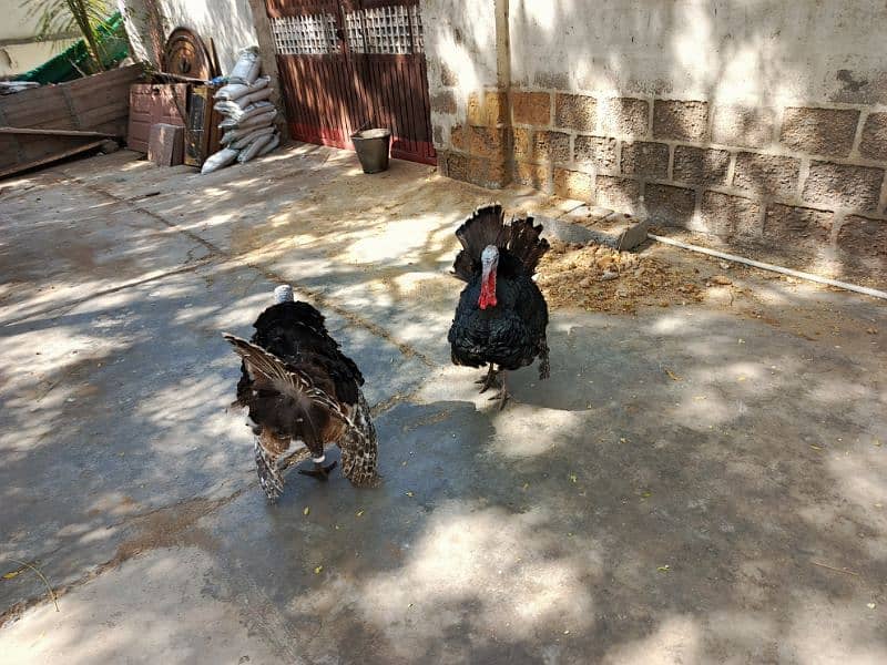 Turkey 2 pairs & 1 extra male age 1 yrs for sale 3