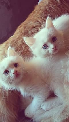 8500 per kitten available four kittens beautiful blue eyes.