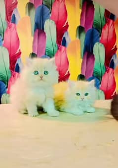 Persian triple coated punch face kittens03463649736 WhatsApp