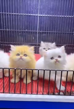 Persian triple coated punch face kittens03463649736 WhatsApp