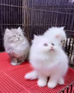 Persian triple coated punch face kittens03463649736 WhatsApp