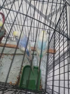 High Quailty Rainbow Budgies For Sale