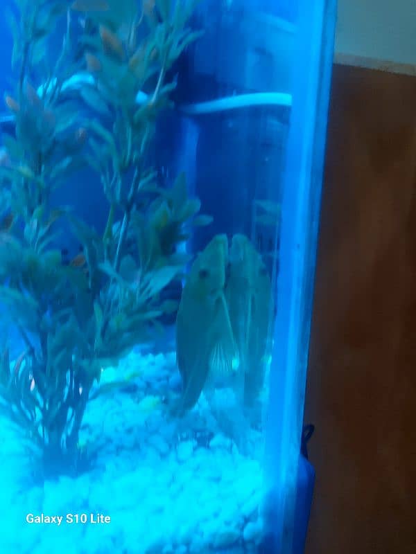 Fish aquarium with Fishes Urgently for sale 4