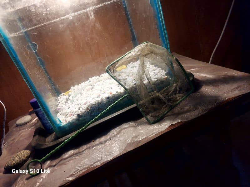 Fish aquarium with Fishes Urgently for sale 7