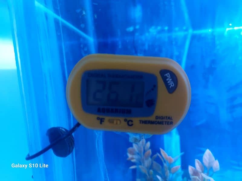 Fish aquarium with Fishes Urgently for sale 9