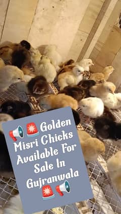 A Grade Golden Misri Chicks Available For Sale