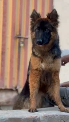 german shepherd female pup for sale