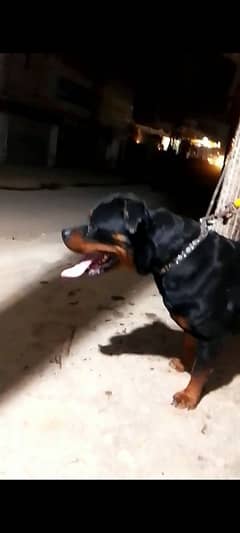 Rottweiler female for sale.