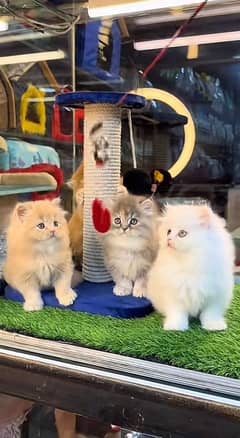 parsian kittens