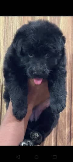 German shepherd female puppy