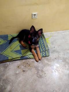 3 month female puppy for sale long coat.