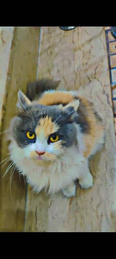 Persian triple coated punch face adult cat