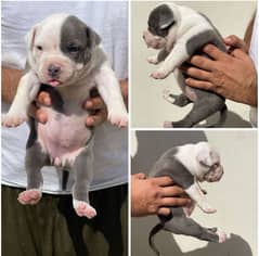 American bully female pup (03292288366) my WhatsApp number