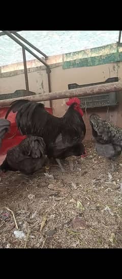 Australorp heritage / chicks / shamo / eggs / hens / murga / aseel