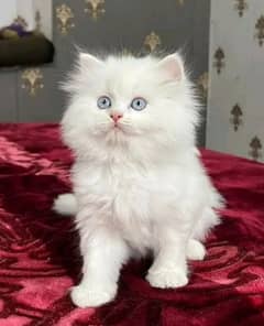 persian cat for sale 2 month age WhatsApp No 03267720525