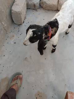 "Mohi Goats & Babies"