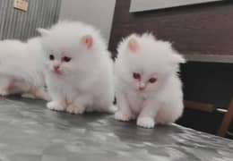 Persian Cat for sale my WhatsApp number 03238950275