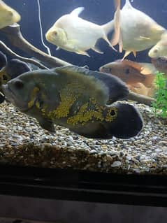 2 oscars and 4 red jewel for sale