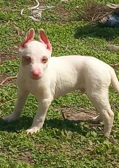 pure kuhati gultair male puppy pink nose blue eyes healthy and active