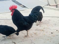 Australorp Bredar pair