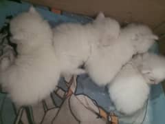 kittens for sale