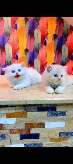 Persian cat for sale male or female my WhatsApp 03230097122