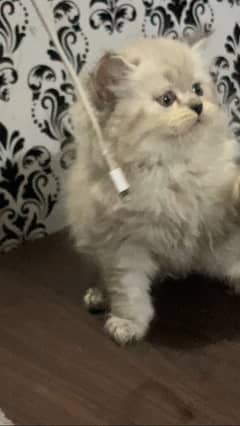 Persian kitten triple coated