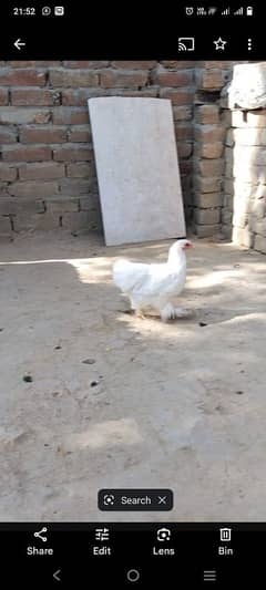 day old chicks