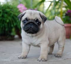 pug female