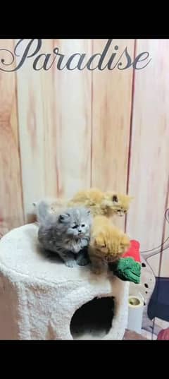 Persian cat for sale male or female my WhatsApp 03230097122