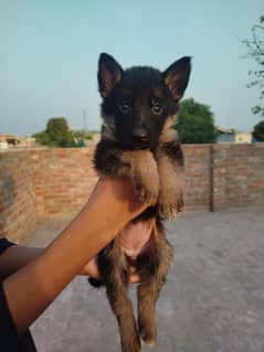 German shepherd non pedigree females for sale top quality healthactive