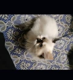 persian kitten for sale