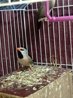 Shaft Tail Mutation and Zebra finches young pair