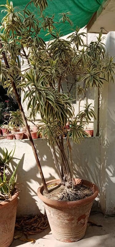 Indoor plants Dracaena reflexa commonly called song of India 0