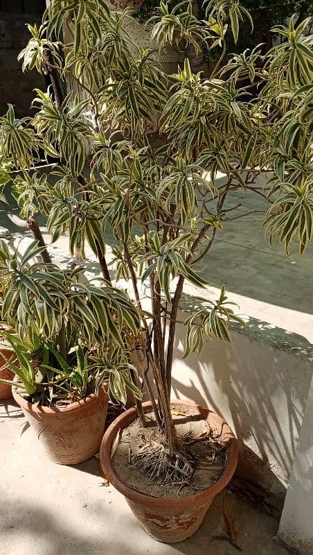 Indoor plants Dracaena reflexa commonly called song of India 2