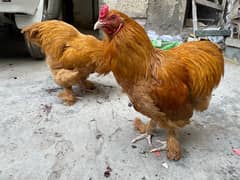 Golden Heavy Buff Male For Sale Fancy Hens Eggs Chicks