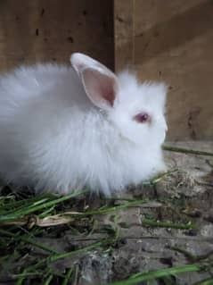 angoora teddy bear rabbits 3 females or 2 males urgent for sale