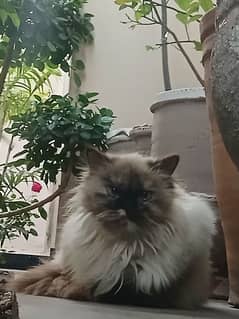 long hairs amazing cat /breed Birman ,white +brown combination