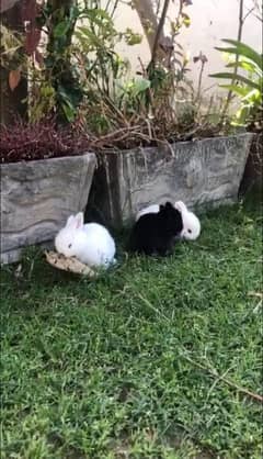 Angora plus loop cross cute bunnies for sale