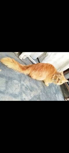 Persian cat for sale male or female my WhatsApp03294868556