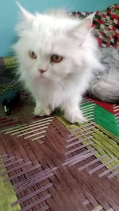 Persian cat for sale male or female my WhatsApp03294868556