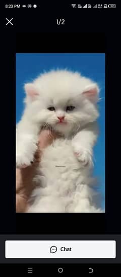 Persian cat for sale male or female my WhatsApp03294868556