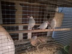 Java Finch For Sale